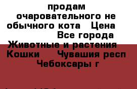 продам очаровательного не обычного кота › Цена ­ 7 000 000 - Все города Животные и растения » Кошки   . Чувашия респ.,Чебоксары г.